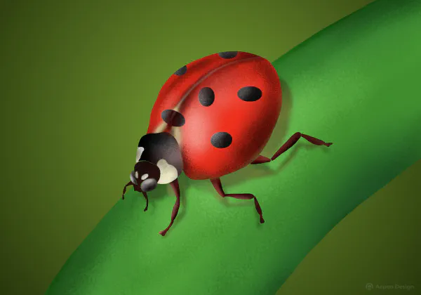 Ladybug
