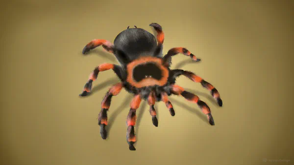 Spider